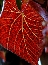 Winorośl japońska (Vitis coignetiae) - jesień